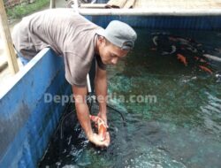 Budidaya Ikan Koi Dengan Omzet Puluhan Juta Rupiah di Juwana