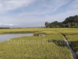 Ribuan Hektare Sawah Kebanjiran, Dewan Pati : Pertumbuhan Ekonomi Pati Terganggu
