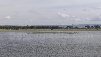 Dewan Pati Menilai Petani Perlu Perlindungan dari Bencana