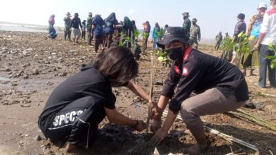 Cegah Abrasi, Mahasiswa UIN Semarang Asal Pati Tanam Ribuan Bibit Mangrove