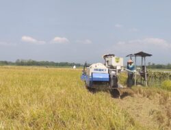 Kebijakan Pemerintah Pusat Turut Sebabkan Pemuda Enggan Jadi Petani