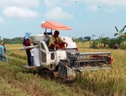 Hemat Biaya Produksi Petani Gunakan Alat Panen Modern
