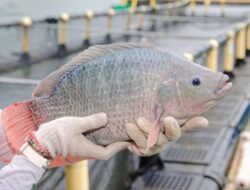 Dewan Sebut Pati Utara Sangat Cocok Untuk Membudidayakan Ikan Nila