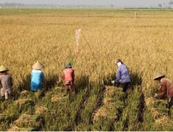 Kenaikan Harga Gabah Dinilai Dapat Mengangkat Kesejahteraan Petani